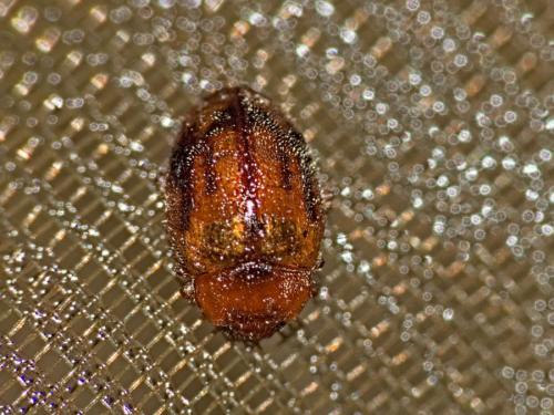Rhyzobius sp.